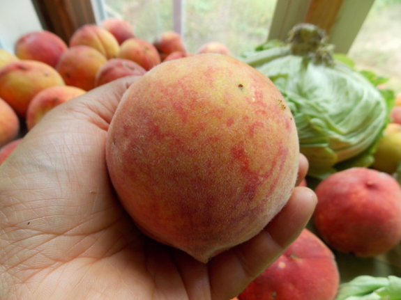 Peaches ripening inside