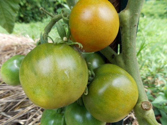 Ripening tomato