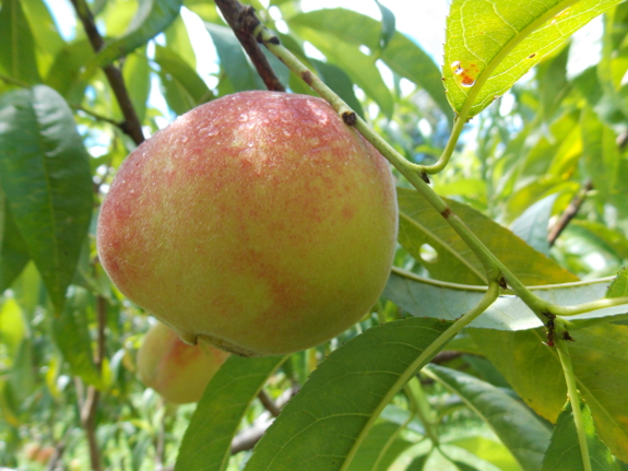 Unripe peach