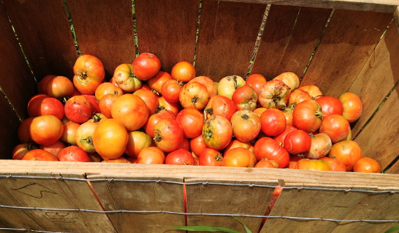 Basket of tomatoes