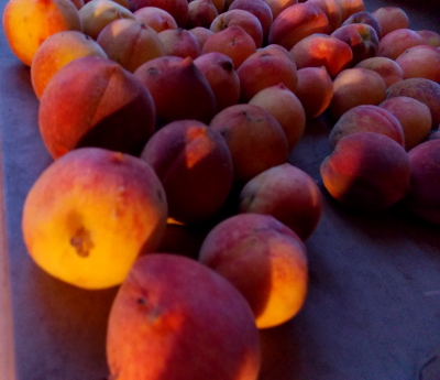 Ripening peaches