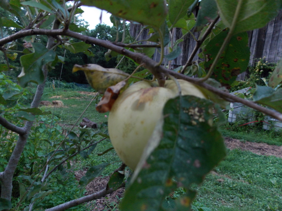 Early Transparent
apple