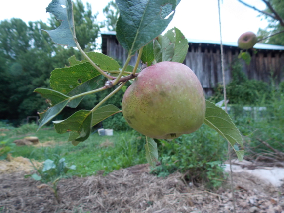 Liberty apple