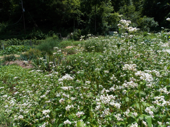 Buckwheat