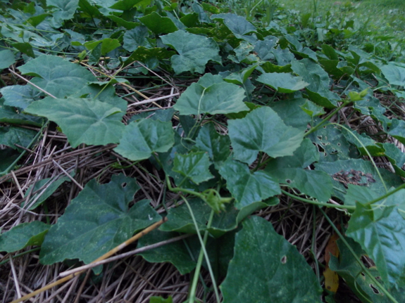 Perennial cucumber