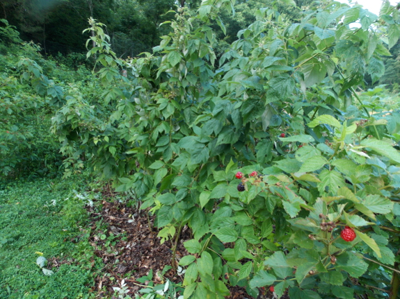 Tie up red
raspberries