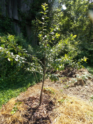 Training a plum