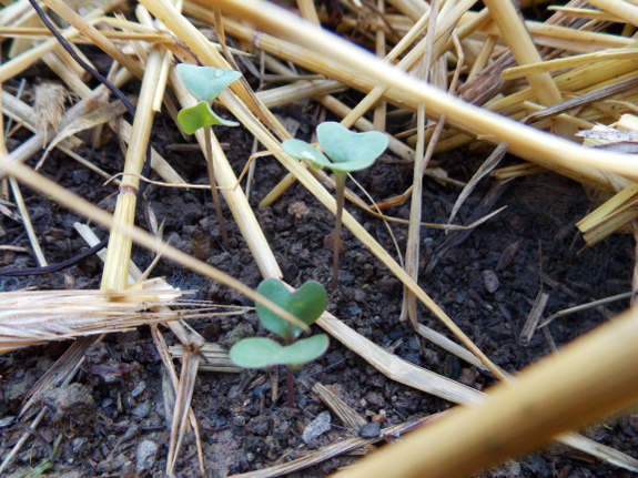 Baby Brussels
sprouts