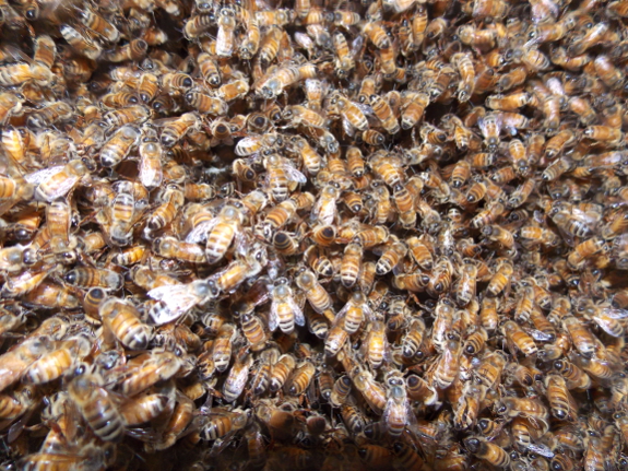 Honeybee colony