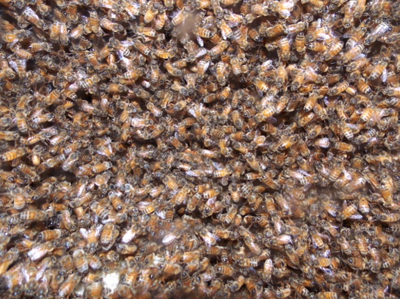 Mass of honeybees