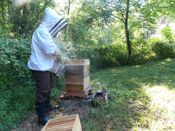 Smoking a Warre hive