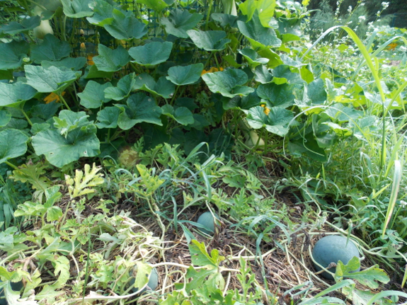 Watermelon and
butternut