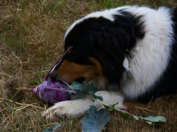 Dog eating a root vegetable