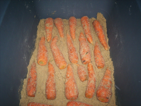 Storing carrots in
sand