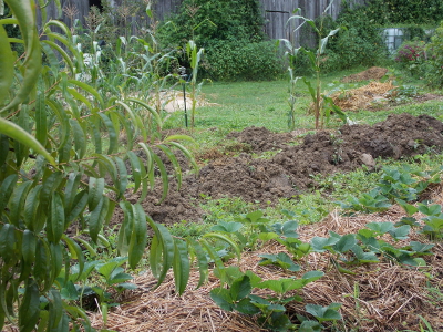 Building up soil