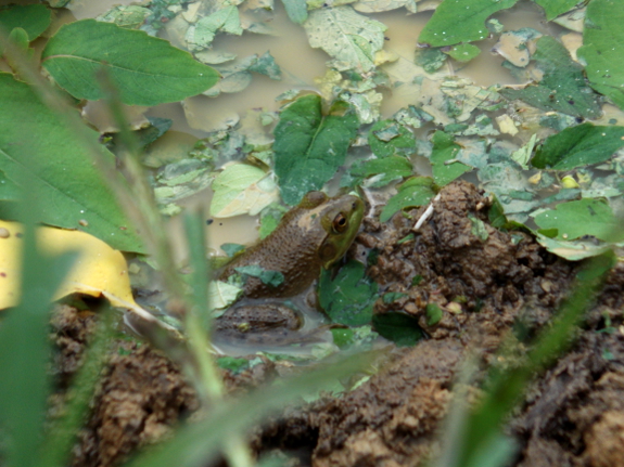 Green frog