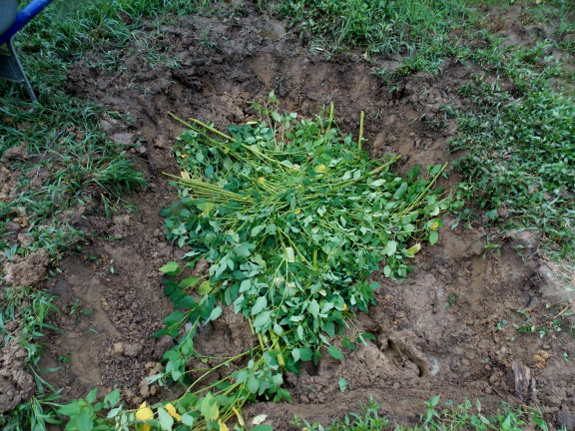 Jewelweed in the pit