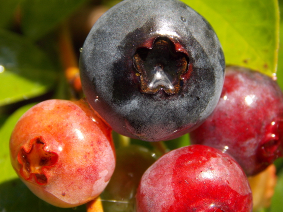 Southern highbush blueberries