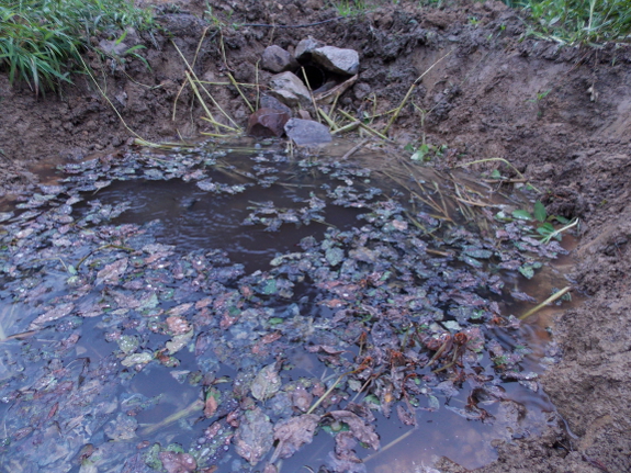 Pond filling