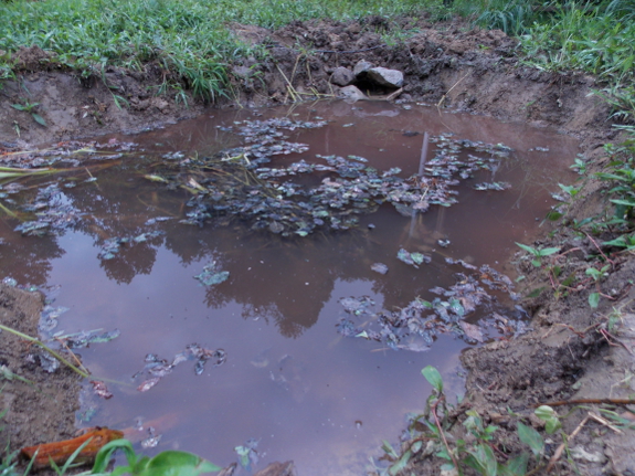 Pond nearly full