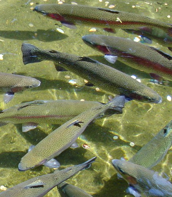 Trout in a pond