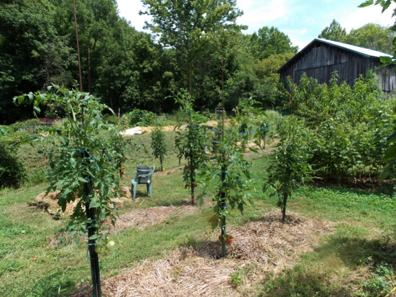 Pruned tomatoes