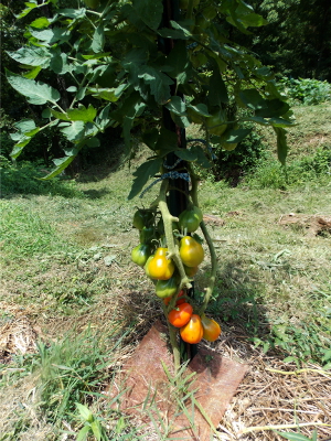 Roma tomatoes