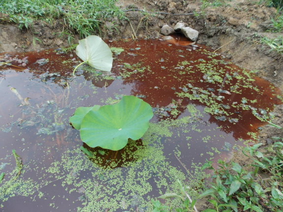 Reddish water