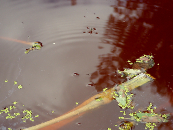 Water strider