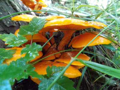 Orange mushrooms