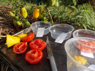 Saving tomato seeds