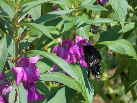 Butterfly on touch me nots