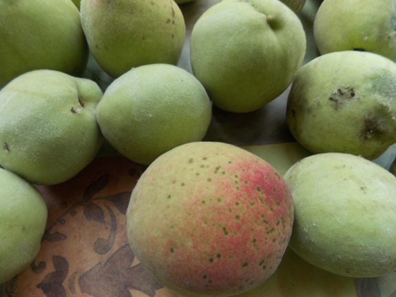 Ripening white
peaches