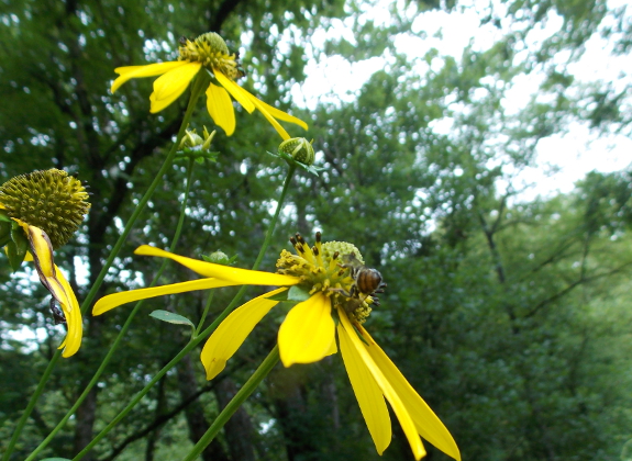 Bee on woodland sunflower