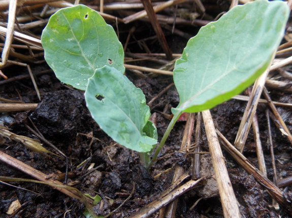 Brussels sprout
seedling