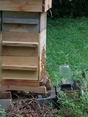 Busy hive