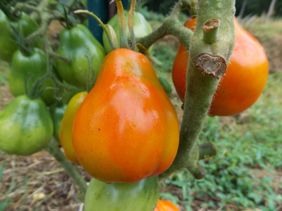 New tomato variety