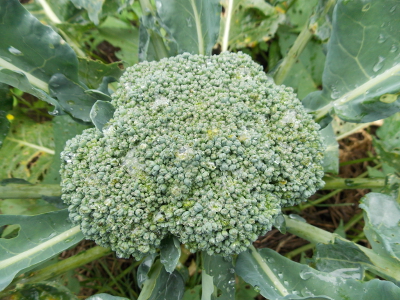 Summer broccoli