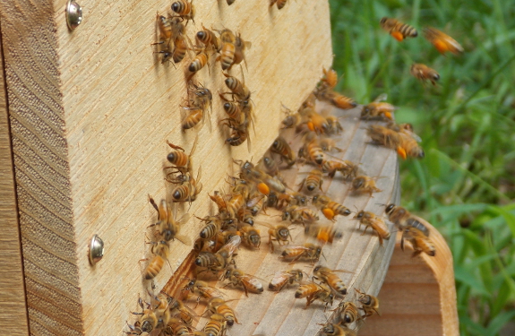 Bees carrying in pollen