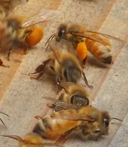 Bees bringing home pollen