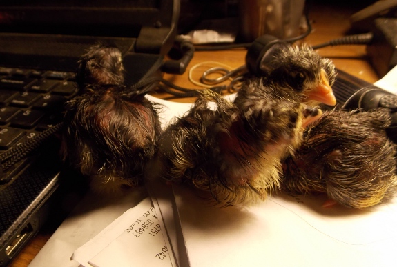 brand new baby chickens near a lap top computer