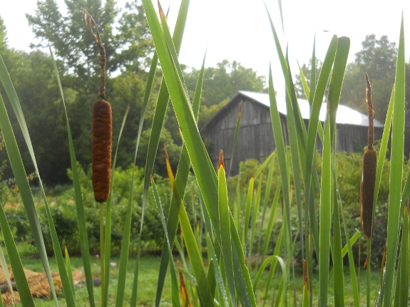 Cat tails with barn in background