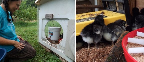 moving chicks to the outdoor brooder