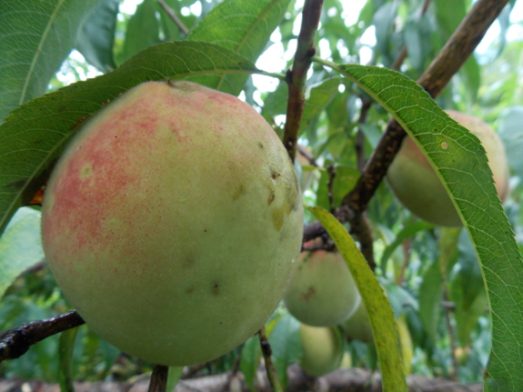 "Sheep" peaches