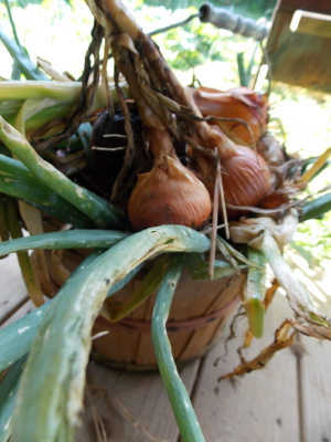 Harvesting onions