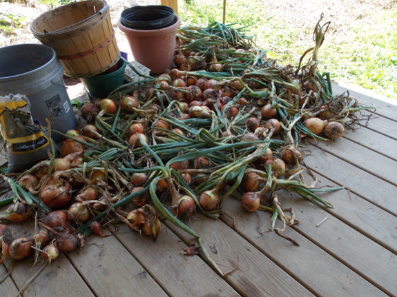 Onions on the porch
