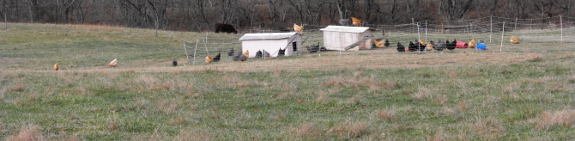 Pastured chickens