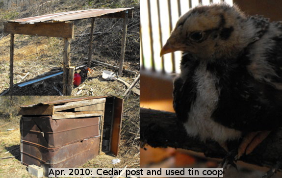 Ramshackle chicken coop