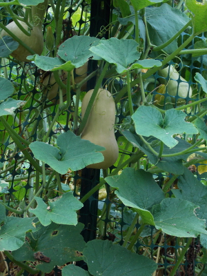 Trellised butternut