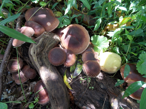 Shiitakes under a peach tree